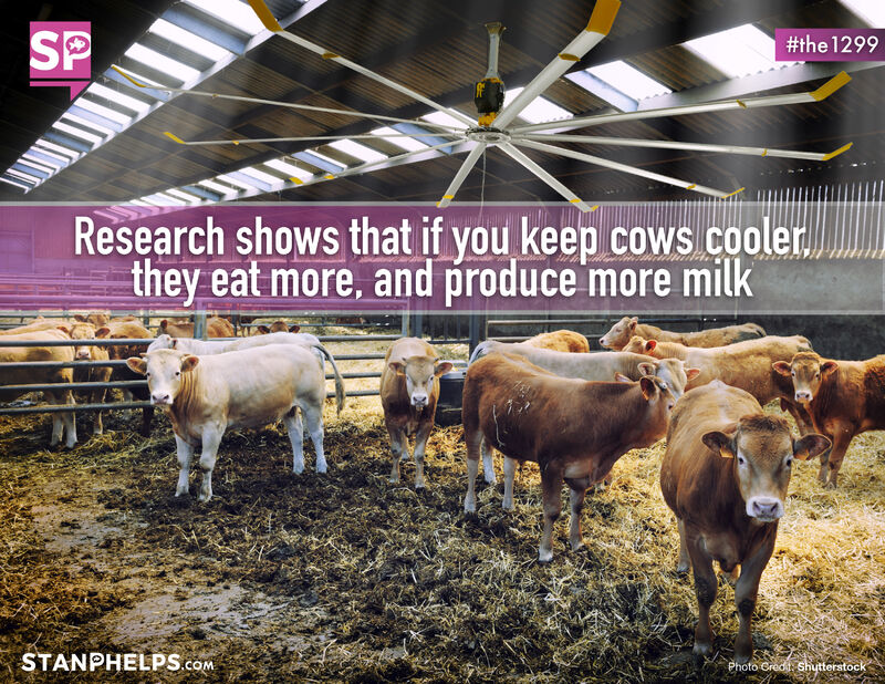 Research shows that if you keep cows cooler… they eat more and produce more milk